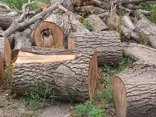 Дрова в чурках , дерево орех , 3 кубометра в наличии , цена за 1 куб .