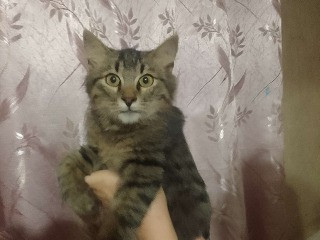 Кошечка