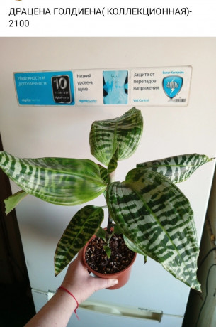 dracena-goldiena-big-0