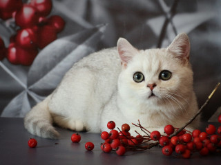 , Британская серебристая шиншилла