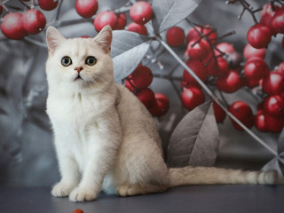 , Британская серебристая шиншилла