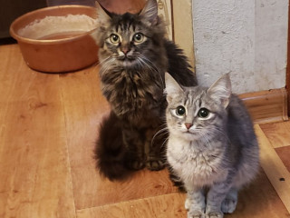 Котята подростки в хорошие руки