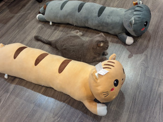 Кот батон 110см лежачий