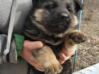Щенок немецкой овчарки