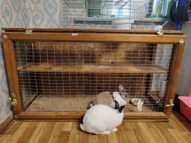 otdam-krolika-v-xorosie-ruki-big-4