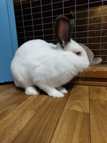 otdam-krolika-v-xorosie-ruki-big-1