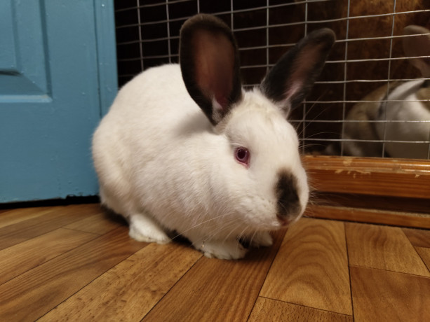 otdam-krolika-v-xorosie-ruki-big-0