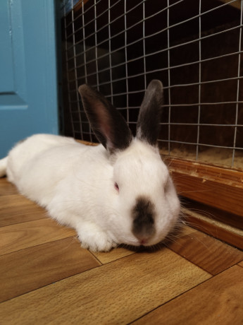 otdam-krolika-v-xorosie-ruki-big-3