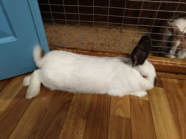 otdam-krolika-v-xorosie-ruki-big-2