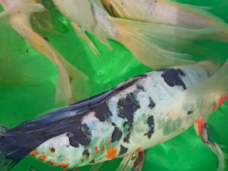 karp-koi-doicu-big-2
