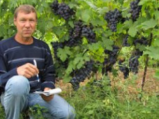 САЖЕНЦЫ ВИНОГРАДА