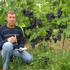 sazency-vinograda-big-0