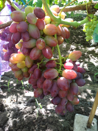 sazency-vinograda-big-9