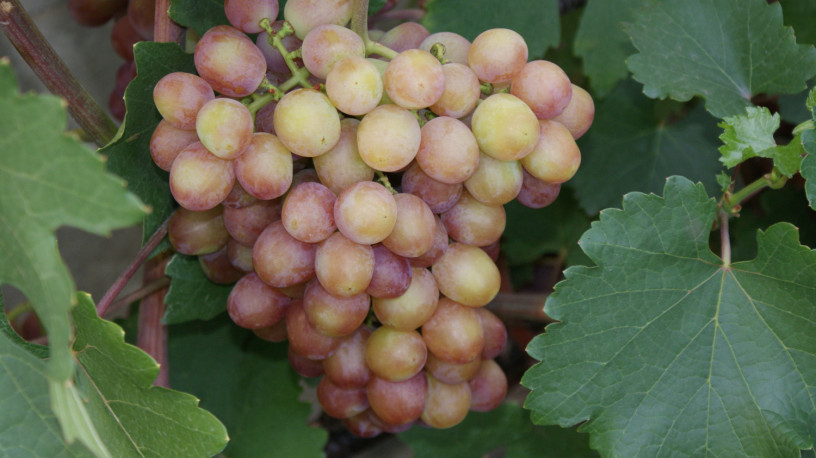 sazency-vinograda-big-4