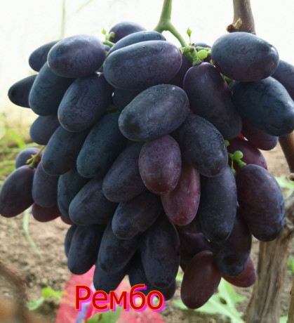 sazency-vinograda-big-12