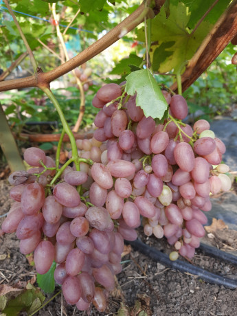 sazency-vinograda-big-1