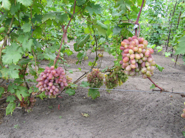 sazency-vinograda-big-7