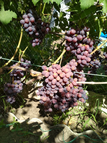 sazency-vinograda-big-10
