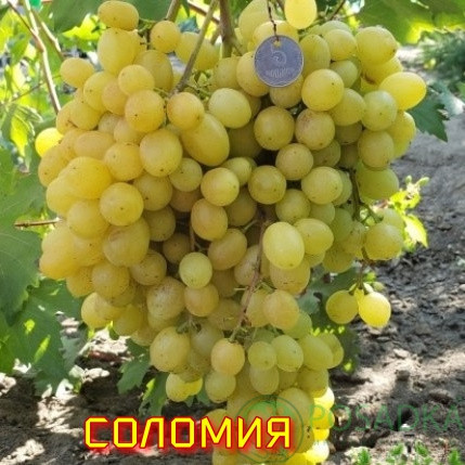sazency-vinograda-big-11