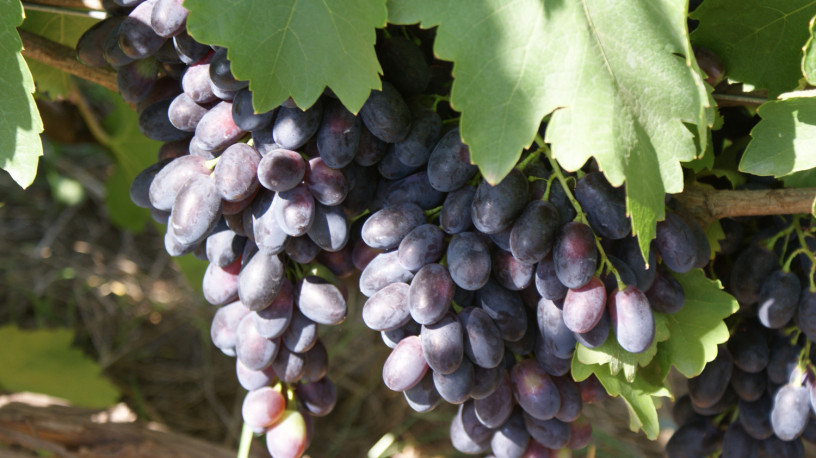 sazency-vinograda-big-5