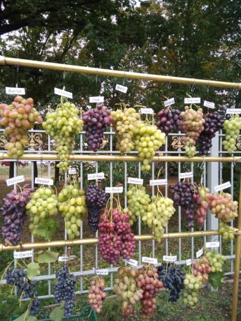 sazency-vinograda-big-2