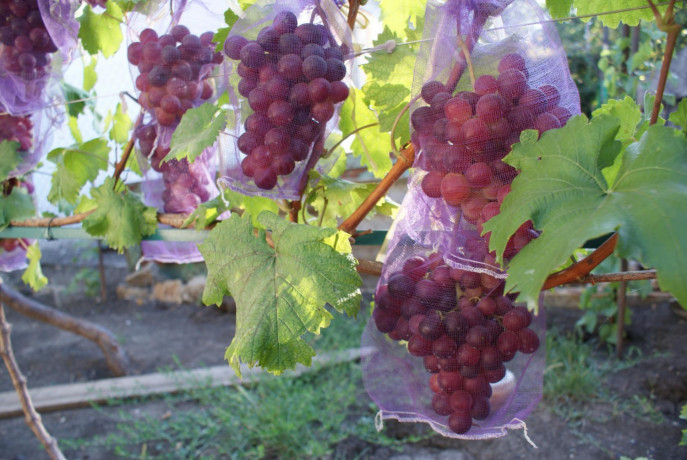 sazency-vinograda-big-8