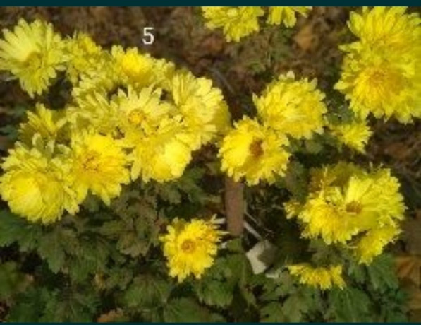 xrizantemy-dubocki-big-3
