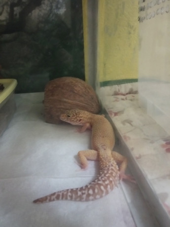 gekkony-eublefary-vzroslye-big-1