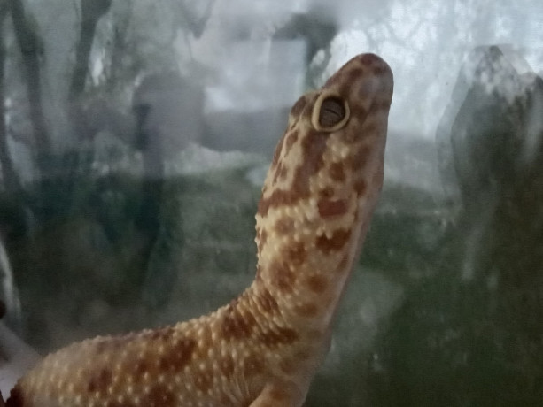 gekkony-eublefary-vzroslye-big-0