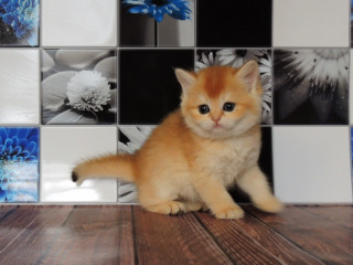 Британские котята, золотые шиншиллы!