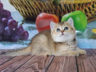 Британские котята, золотые шиншиллы!
