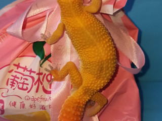 podrostki-eublefarov-samcy-i-samocka-big-6