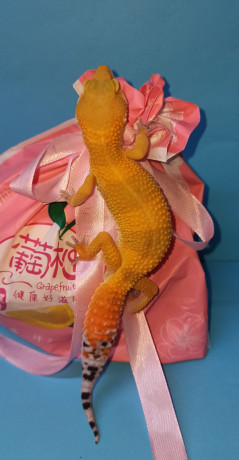 podrostki-eublefarov-samcy-i-samocka-big-0