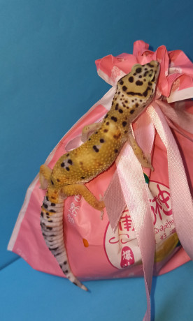 podrostki-eublefarov-samcy-i-samocka-big-4