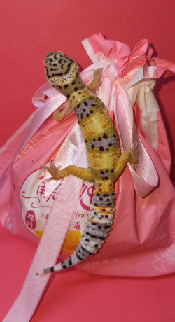 podrostki-eublefarov-samcy-i-samocka-big-3