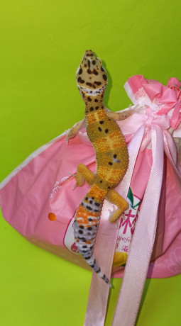 podrostki-eublefarov-samcy-i-samocka-big-2