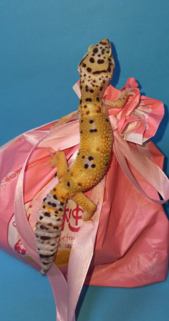 podrostki-eublefarov-samcy-i-samocka-big-1