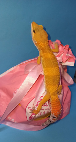 podrostki-eublefarov-samcy-i-samocka-big-5