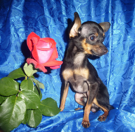 kobel-toi-terera-minik-predlagaetsya-dlya-vyazok-big-1