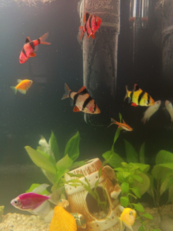 akvariumrybki-big-5