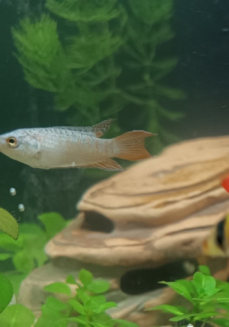 akvariumrybki-big-0