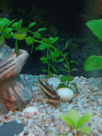 akvariumrybki-big-2