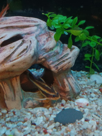 akvariumrybki-big-1