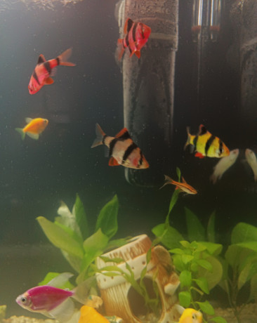 akvariumrybki-big-4