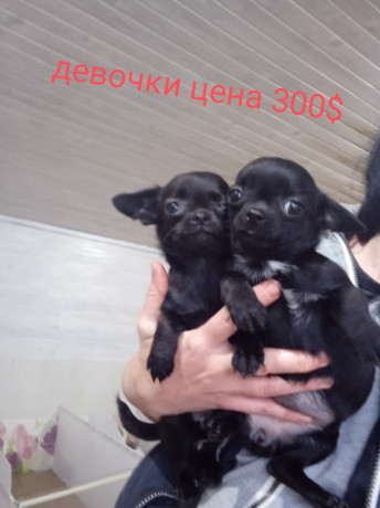 cixuaxua-malciki-i-devocki-big-0