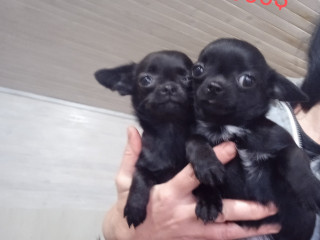 В продаже щенки чихуахуа