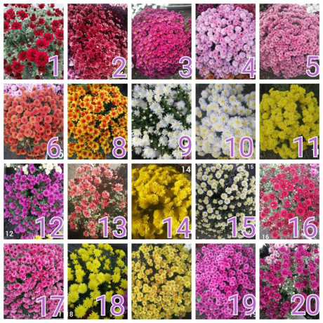 xrizantema-multiflora-big-1