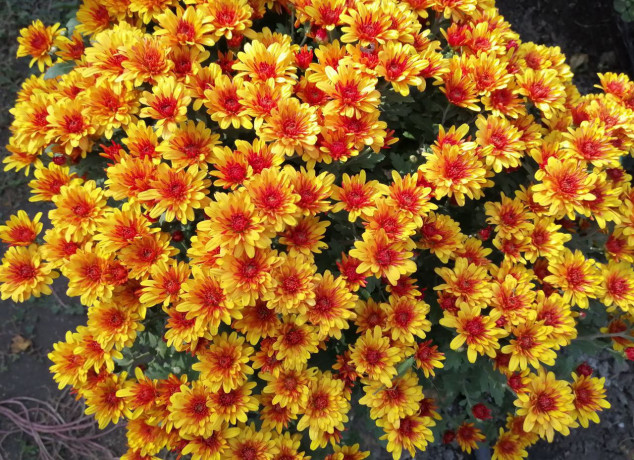 xrizantema-multiflora-big-2