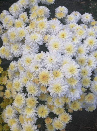 xrizantema-multiflora-big-4