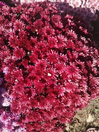 xrizantema-multiflora-big-3